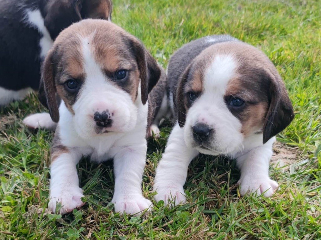 chiot Beagle Du Paradis d'Anais